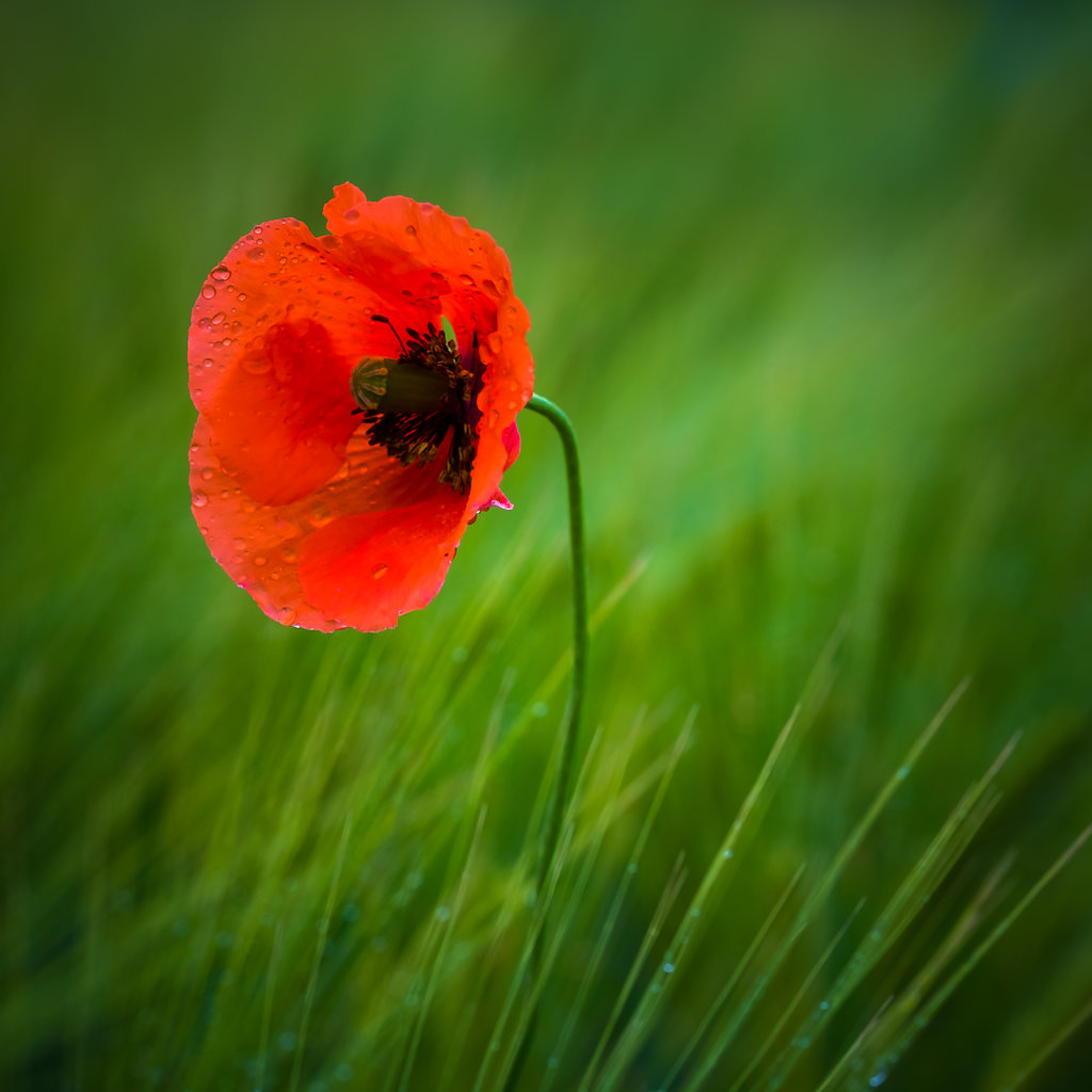 Red in green