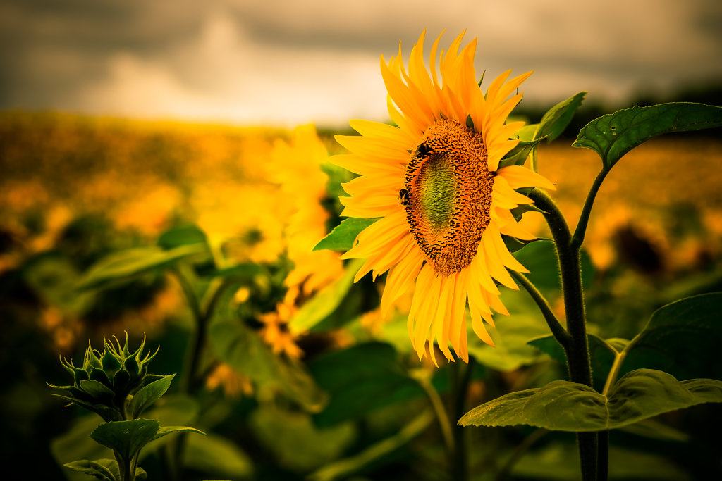 sunflower