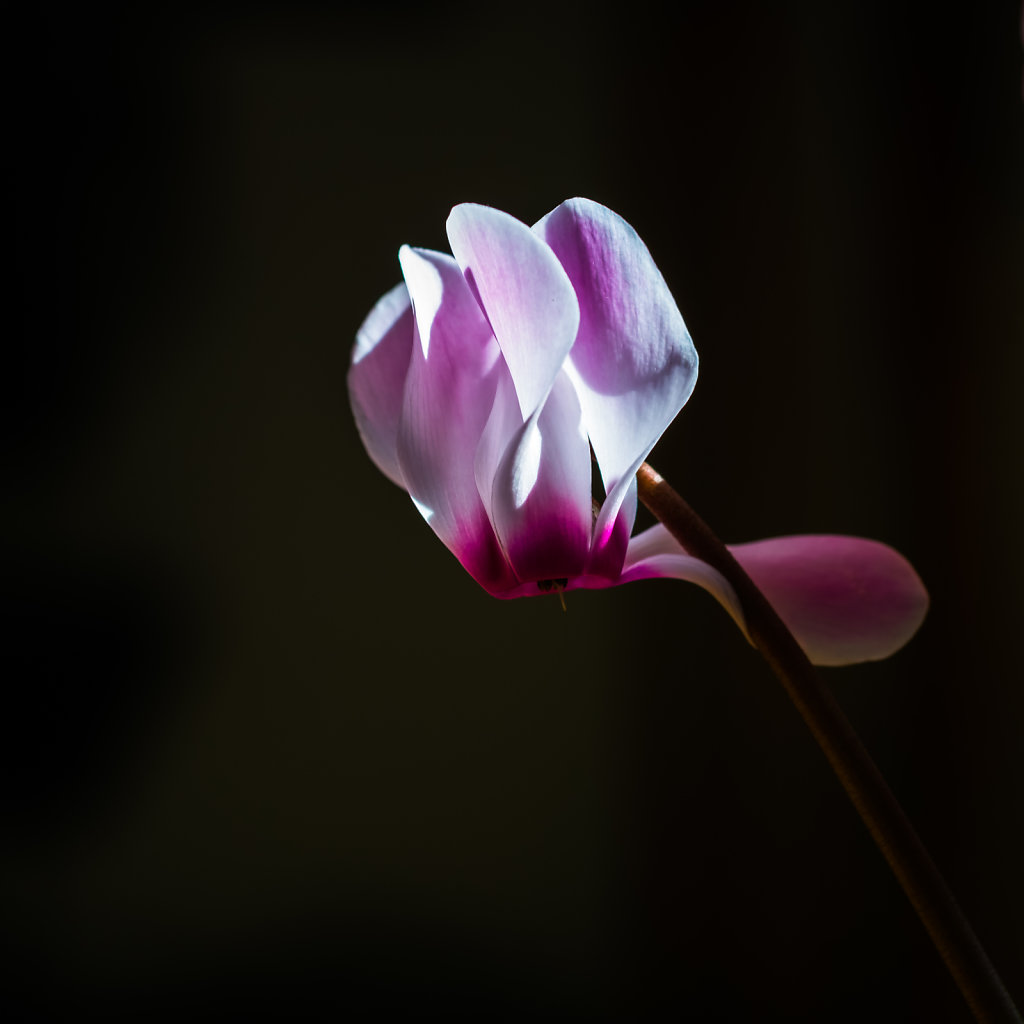 Cyclamen