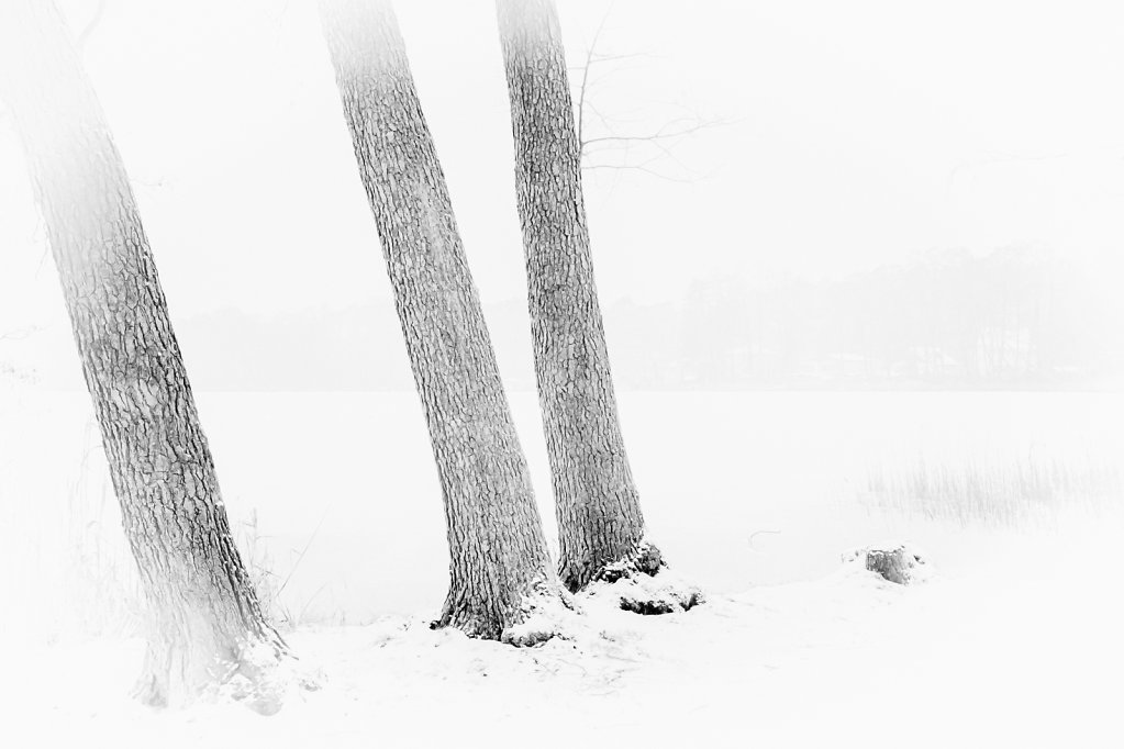 winter trees