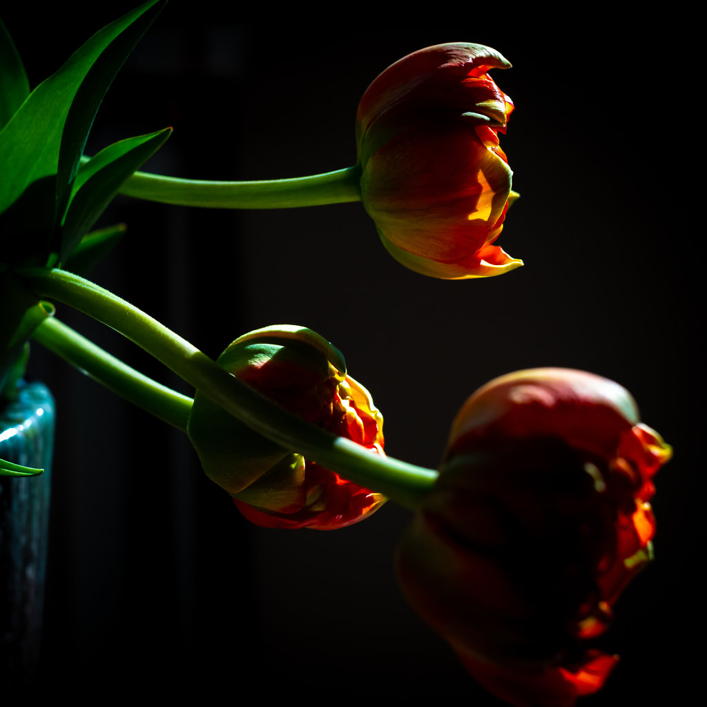 3 tulips