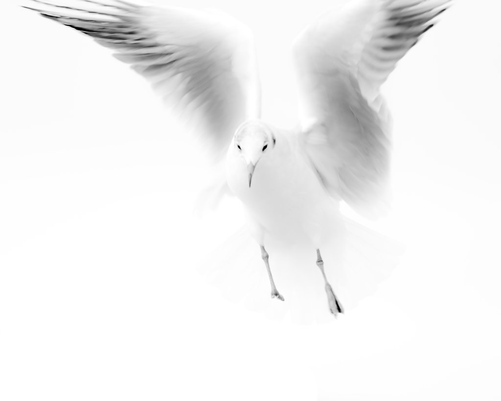 Segull1.jpg