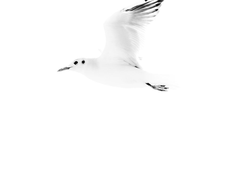 Segull4.jpg