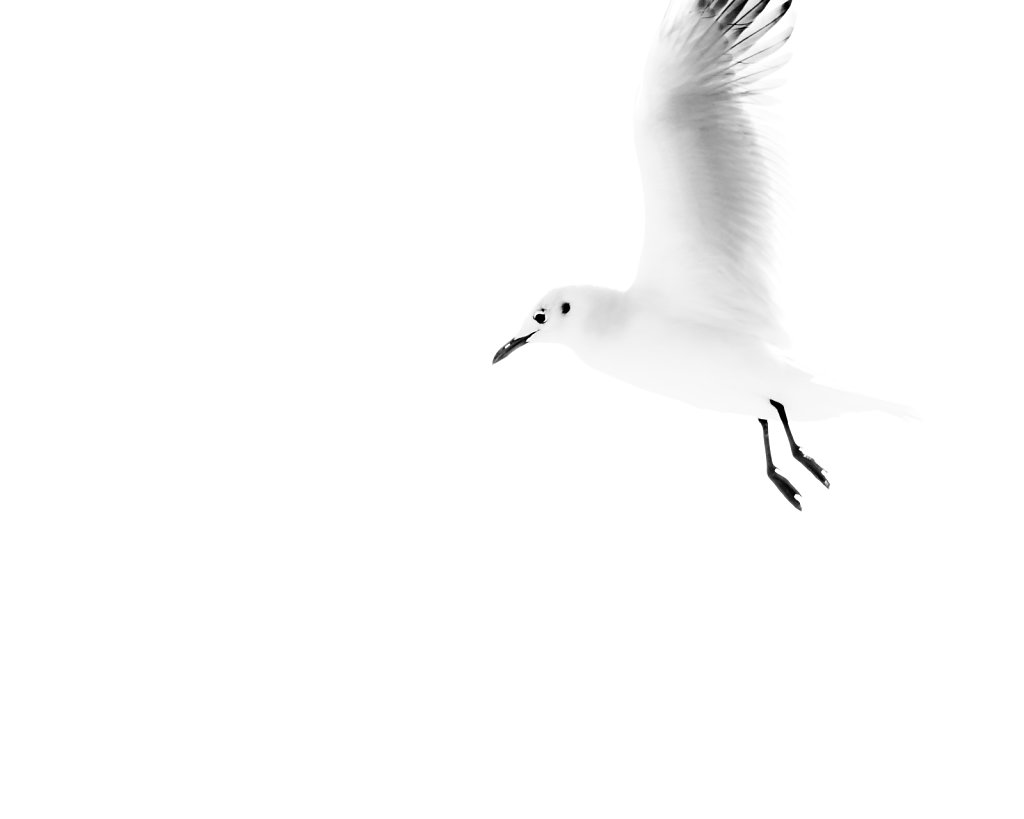 Segull5.jpg