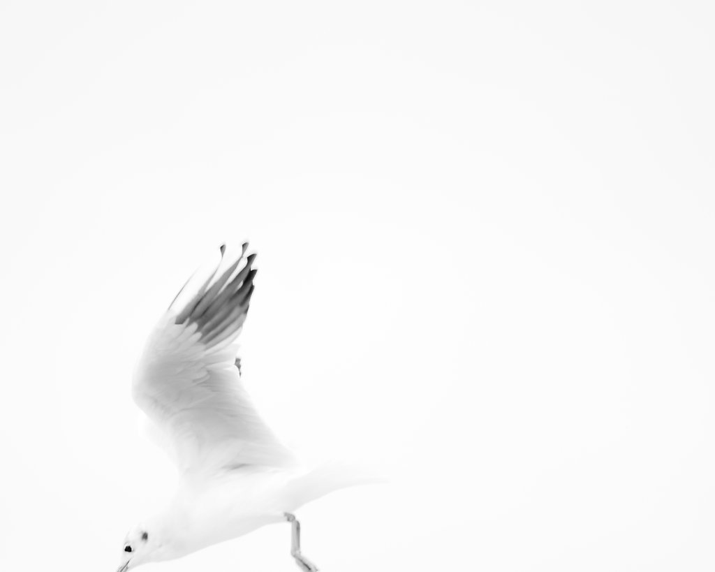 Segull6.jpg