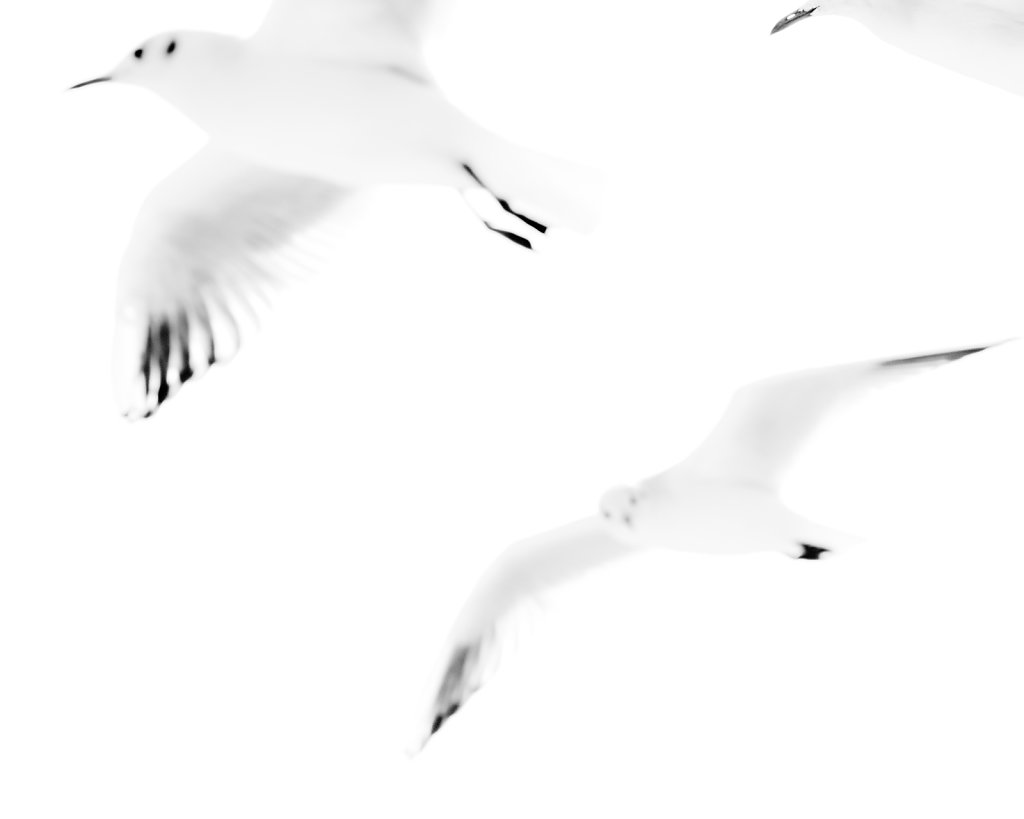 Segull8.jpg
