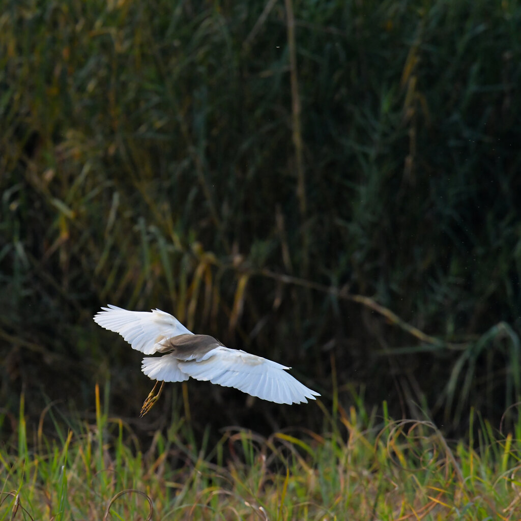 DSC-6424-2.jpg